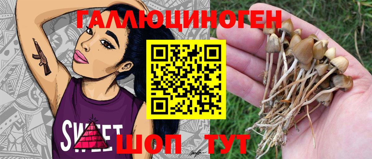 Барнаул  Псилоцибиновые грибы Psilocybe  Вход с VPN 